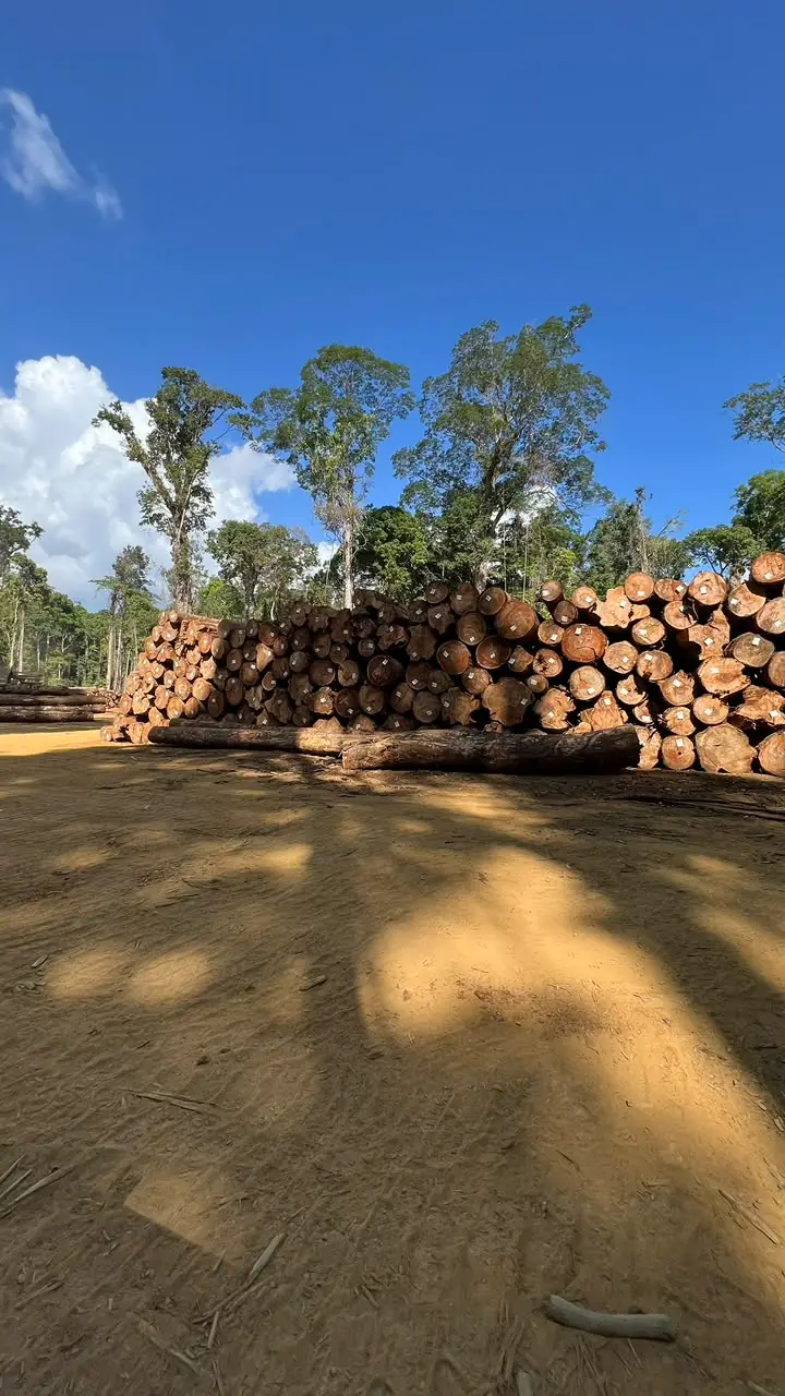 amaz timber (3)