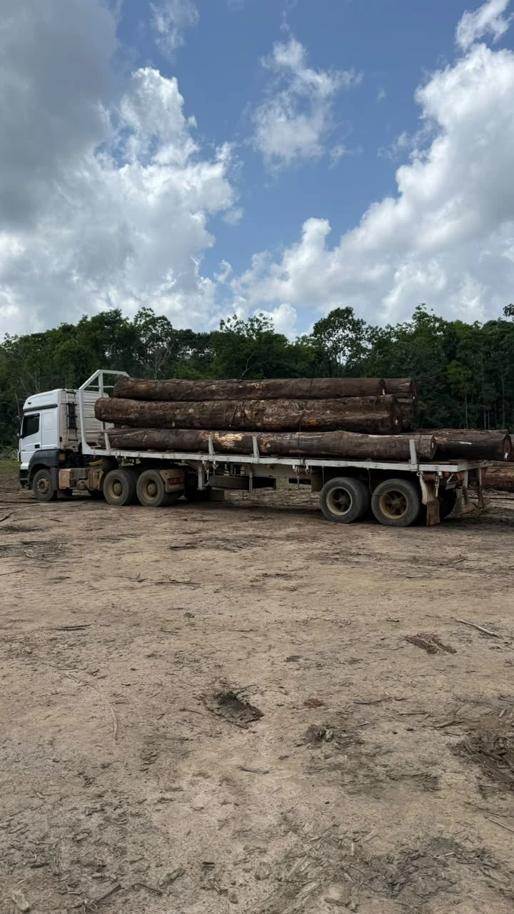 HMB Florestal madeiras (4)