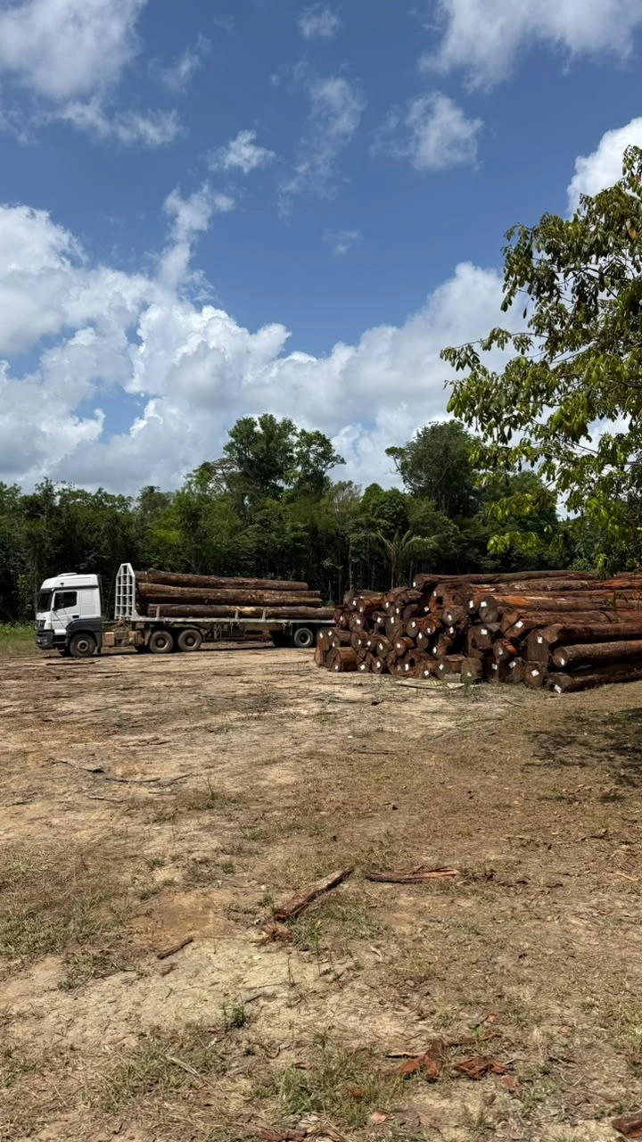 HMB Florestal madeiras (5)